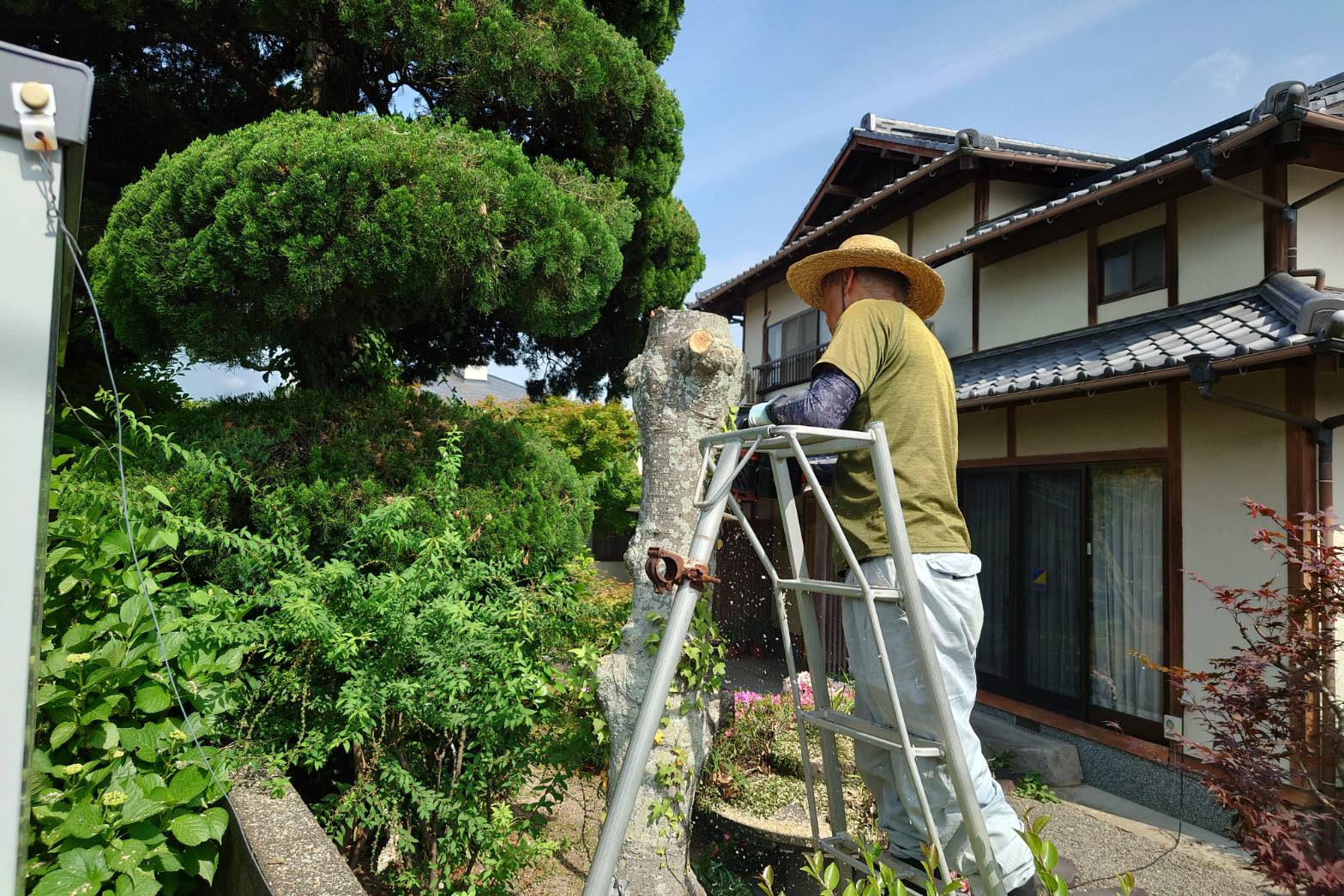 青々とした植物